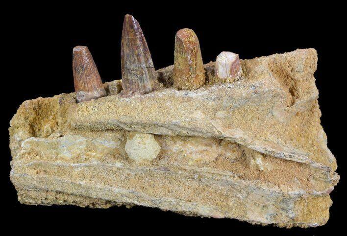 Spinosaurus Jaw Section - Four Composite Teeth #50630